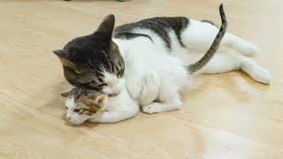 What Happens When a Big Cat Loves a Rescued Kitten So Much! │ Episode.126