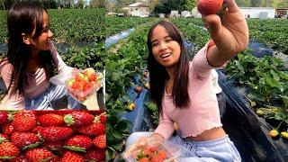 Namitas Kami Ng Strawberry [Pinay Sa Australia