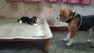 Deep conversation between father & daughter | Leo & Lilly |Leo The Beagle