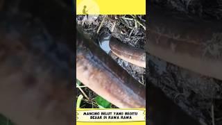 Mancing Belut Babon Dari Dalam Lubang #shorts #short #shortvideo #trending #youtubeshorts #youtube