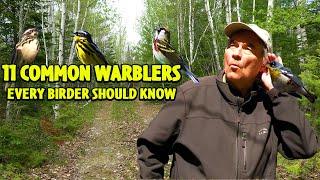 11 COMMON WARBLERS Every Birder Should Know