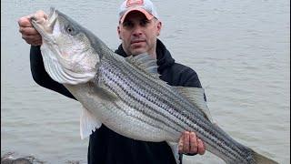 BAIT is key! DON’T GIVE UP! Striped Bass Season 2022