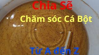 CHIA SẺ CÁCH CHĂM CÁ BỘT -  CÁ CON BETTA HIỆU QUẢ NHẤT || PHẦN 1