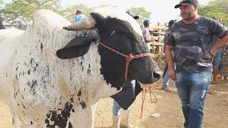 GADO DE LUXO SÓ EM CACHOEIRINHA-PE 17-10-2024 #nordeste