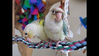 Video #6 -- Pineapple Turquoise Green Cheek Conure Babies -- Rainbow Parrots Aviary