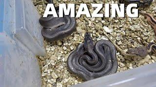 Amazing Ball Python Clutch Update! #75 #65