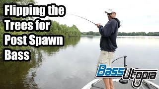 Bass Utopia TV - Flipping the Trees for Post Spawn Bass