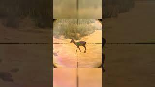 Hunting Kirks dik dik - Way Of The Hunter  - Hunting Clash #animals #hunting #gaming