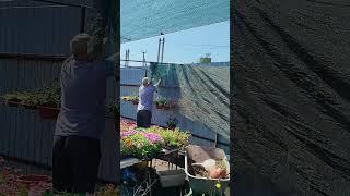 Когда муж бурчит,я резко начинаю плохо слышать#подрастюшино#филимонова#огород#рассадатоматов#кашпо