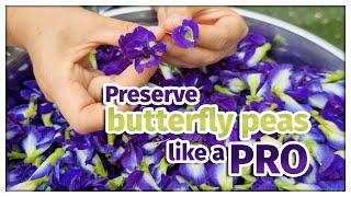 Preserve your butterfly pea like a pro