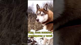 ПОДПИСЫВАЙСЯ, больше видео в профиле!️ #хаскивидео #хаски #юмор #собака #собакаулыбака #питомцы