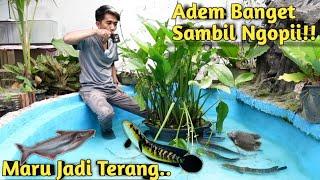 NUANSA ALAMI TERLIHAT! MASUKAN KEMBALI IKAN KE KOLAM YANG SUDAH DI KURAS