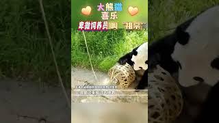 天津喜乐的快乐生活。#Tianjin #panda