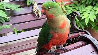 Making a new friend! Australian King Parrot 