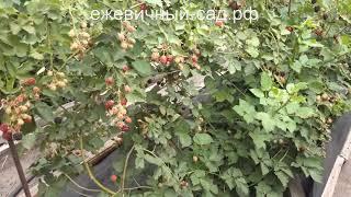Садовая ежевика Вон.