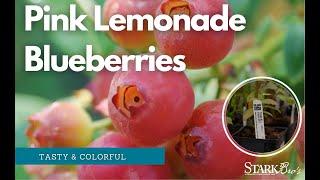 Pink Lemonade Blueberry - Check Out This Popular Plant