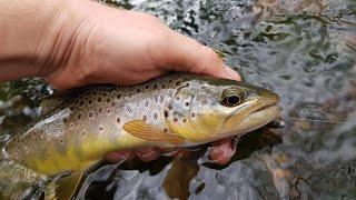 Ultralight Fishing a Tiny Stream / Creek