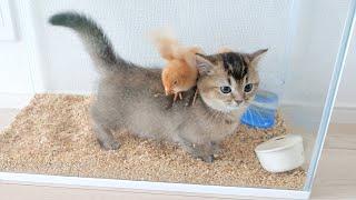 Kitten Kiki didn't want to part with the chicks, so she did something unexpected