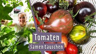 Tomaten: Sortenvielfalt zum Tauschen | MDR Garten