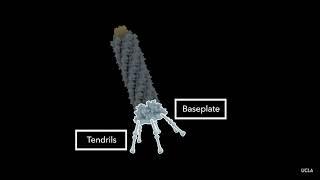 Researchers reveal the mechanisms behind a natural bacteria killer