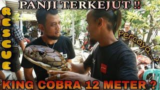 Panji sampai terkejut !! King cobra 12 meter ?