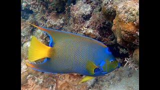 Snorkeling au Belize. Glover's reef atoll