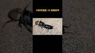 74mm卡斯特鬼艷 VS 71mm黑色鬼艷鍬甲 三番戰 #甲蟲 #昆蟲 #異寵 #奇異動物召集令