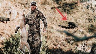 Aoudad, Coyotes, Hogs, Deer | INSANE Texas Hunting 2019