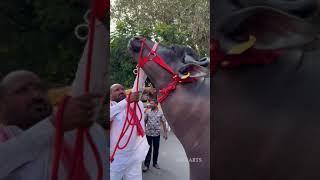 Big Commando Champion Bull at #Laddu Yadav #Sadar 2022 | Chappal Bazar Hyderabad #trending