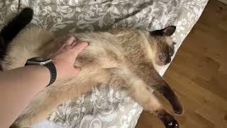 Can I spring the belly trap of Nisse, the siamese cat?