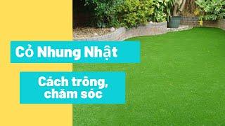 Cỏ Nhung Nhật | Kỹ thuật chăm sóc, Trồng