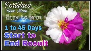 How to grow portulaca/ rose moss purslane Cinderella grandiflora from cutting with full update