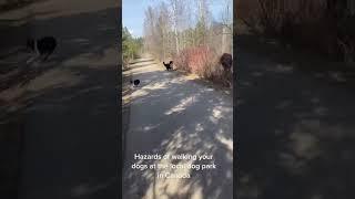 Shocking Encounter: Moose Attacks Dog Walker in Canadian Park - What Every Pet Owner Needs to Know