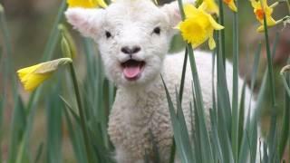 Spring Lambs!