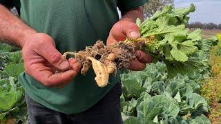 Managing clubroot after wet weather events