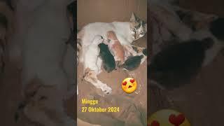 #kucing #kucinglucu #kucingimut #kucingkampung #cat #cute #cutebaby #baby #beautiful #nice #love #3d