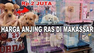 Harga Anjing Ras Di Makassar 2023 - Mulai 2 Juta