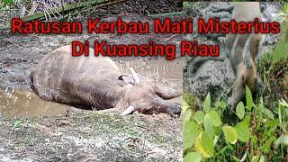 Ternak Kerbau Mati Misterius Di Kabupaten Kuansing Riau