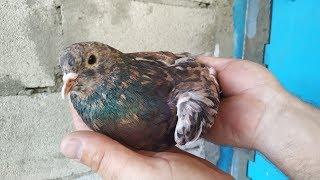 Настоящий любитель Бакинских Голубеи / Разные Линии | Baku Pigeons ( Octavian , Boscana )