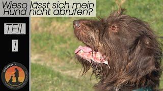 Hundeerziehung „Bindung“ Geheimrezept für den Abruf | Hundeschule U.B.