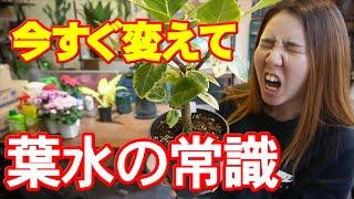 【そのやり方間違ってます】観葉植物の葉水について徹底解説　開花園チャンネル