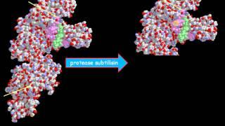 What is a klenow fragment?