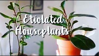 how to fix etiolated plants / stretched out/leggy houseplants / 