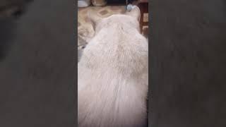 #shorts #tiktok