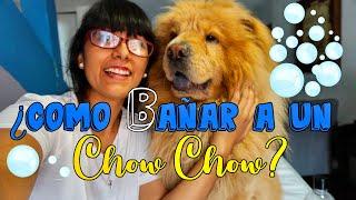 ¿Cómo BAÑAR  a un CHOW CHOW ? | Te enseñó cómo los bañamos nosotros | Estética Chow chow