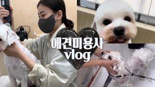 애견미용사 일상 • 말티즈 알머리컷️ • 정클리핑 깔끔하게 하는 법 • Grooming vlog