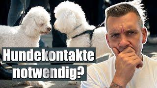 Brauchen Hunde Kontakt zu anderen Hunden?