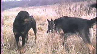 Dominant Behavior of German Shepherd and Rottweiler