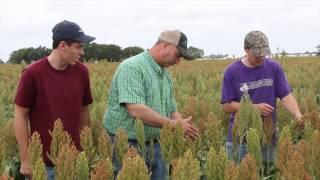 Sorghum: A Rising Crop for the Mid-Atlantic