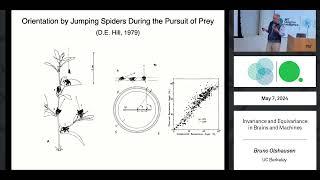 Invariance and equivariance in brains and machines